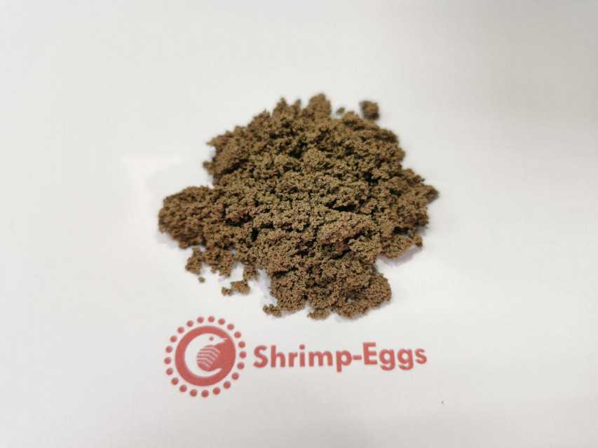 Shrimp-eggs